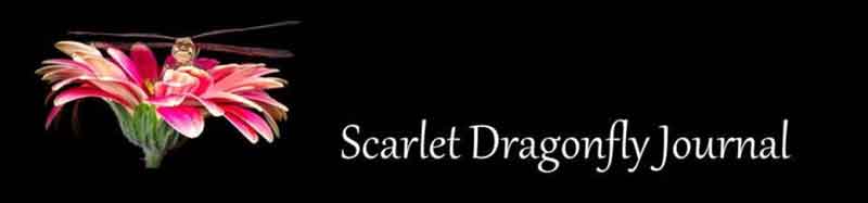 scarlet_dragonfly.jpg